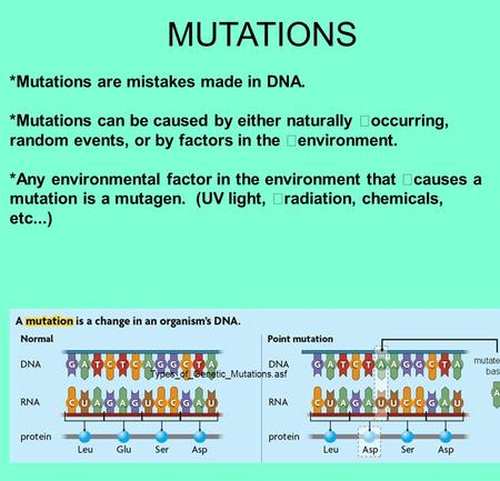 MUTATIONS *Mutations are mistakes made in DNA. *Mutations can be caused by either naturally occurring, random events, or by factors in the environment.