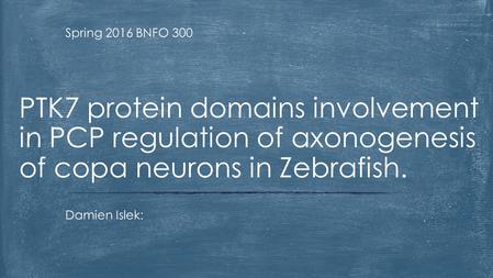 Spring 2016 BNFO 300 PTK7 protein domains involvement in PCP regulation of axonogenesis of copa neurons in Zebrafish. Damien Islek: