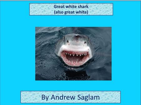 Great white shark (also great white) By Andrew Saglam.