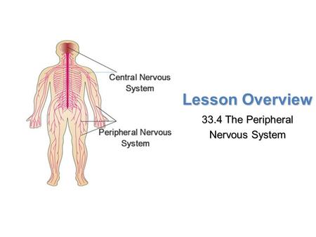 Lesson Overview Lesson Overview The Peripheral Nervous System Lesson Overview 33.4 The Peripheral Nervous System.