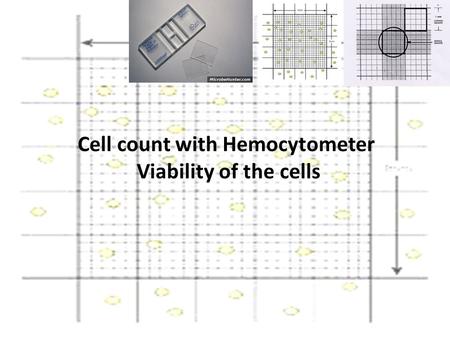 Cell count with Hemocytometer