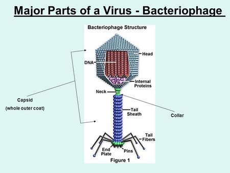 Major Parts of a Virus - Bacteriophage