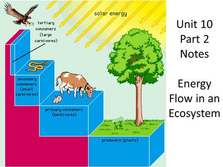 Unit 10 Part 2 Notes Energy Flow in an Ecosystem.