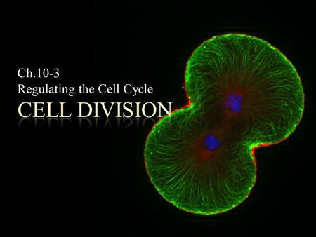 Ch.10-3 Regulating the Cell Cycle. POINT > Identify 3 reasons cells divide POINT > Describe the role of cyclins in cell division POINT > Identify other.