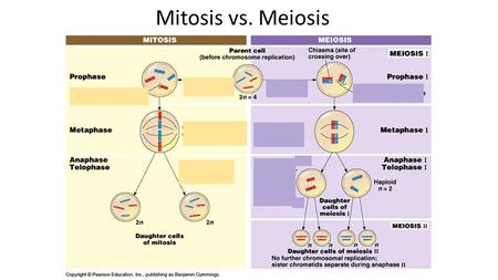 Mitosis vs. Meiosis. Mitosis vs. Meiosis Meiosis The form of cell division by which gametes, with half the number of chromosomes, are produced. Diploid.