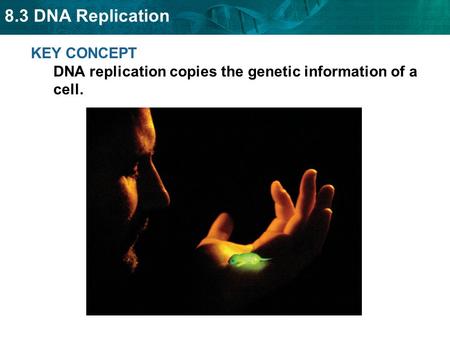 8.3 DNA Replication KEY CONCEPT DNA replication copies the genetic information of a cell.