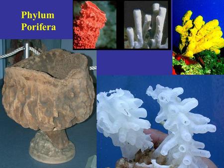 Phylum Porifera.