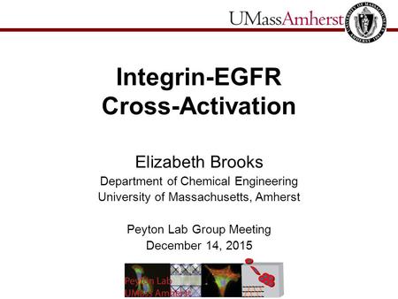 Integrin-EGFR Cross-Activation Elizabeth Brooks Department of Chemical Engineering University of Massachusetts, Amherst Peyton Lab Group Meeting December.