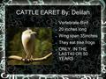 CATTLE EARET By: Delilah Vertebrate-Bird 20 inches long Wing span 35inches They eat tree frogs ONLY IN THE LAST40 OR 50 YEARS.