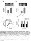 1A 1B 1C 1D Supplementary Fig. 1. Treatment of VEGF-C with the human acute myeloid leukemic cell line,THP-1, induced angiogenesis in vitro. (A and B) Treatment.