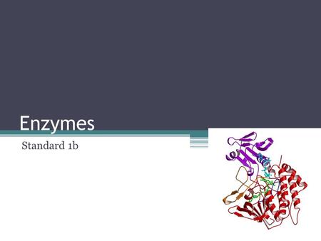 Enzymes Standard 1b. Cell Standards 1) The fundamental life processes of plants and animals depend on a variety of chemical reactions that occur in specialized.
