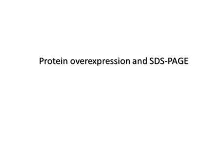 Protein overexpression and SDS-PAGE
