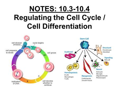 NOTES: Regulating the Cell Cycle / Cell Differentiation