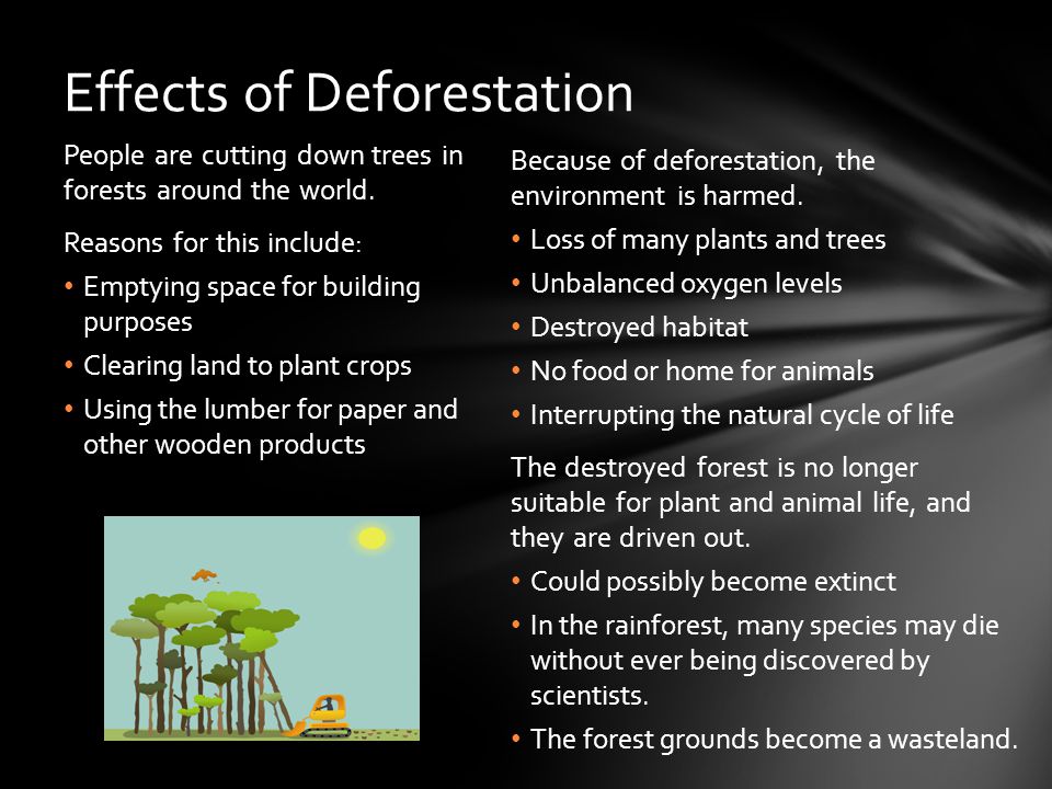 deforestation and its effects on the environment essay