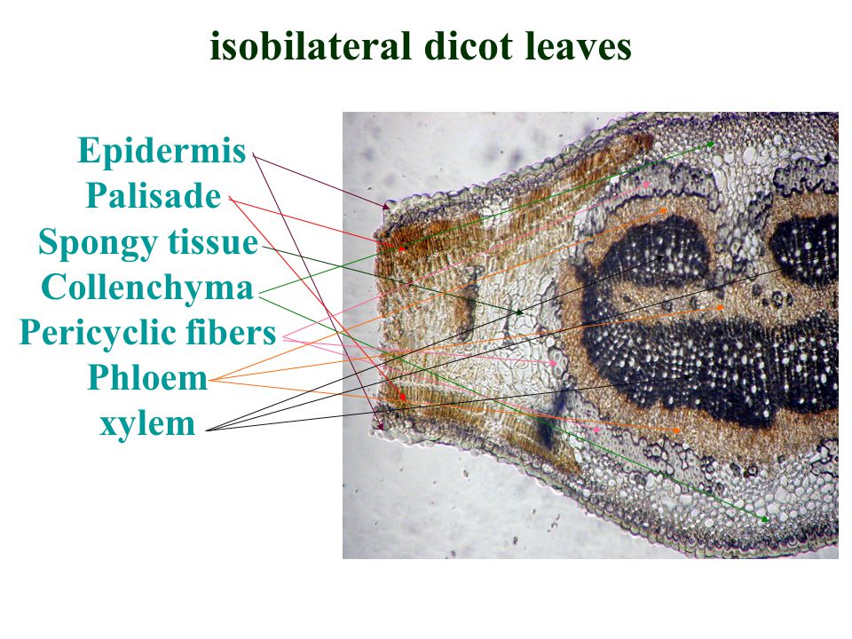 free somatic embryogenesis in woody plants