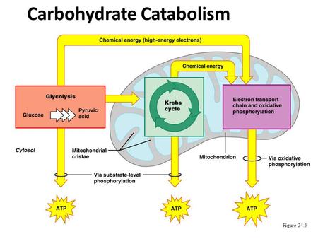 Atp catabolic and anabolic reactions