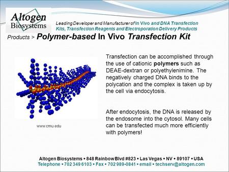 Transfection can be accomplished through the use of cationic polymers such as DEAE-dextran or polyethylenimine. The negatively charged DNA binds to the.