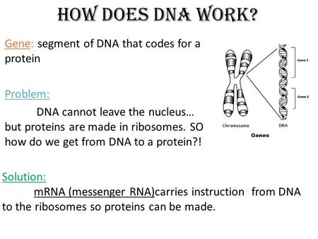 How does DNA work? Gene: segment of DNA that codes for a protein Problem: DNA cannot leave the nucleus… but proteins are made in ribosomes. SO how do we.