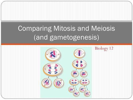 Comparing Mitosis and Meiosis (and gametogenesis)