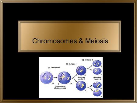 Chromosomes & Meiosis. MAIN IDEAS You have body cells and gametes. Your cells have autosomes and sex chromosomes. Body cells are diploid; gametes are.