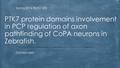 Spring 2016 BNFO 300 PTK7 protein domains involvement in PCP regulation of axon pathfinding of CoPA neurons in Zebrafish. Damien Islek: