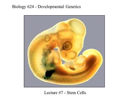 Biology 624 - Developmental Genetics Lecture #7 - Stem Cells.