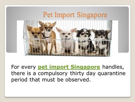 Pet Import Singapore For every pet import Singapore handles, there is a compulsory thirty day quarantine period that must be observed.pet import Singapore.
