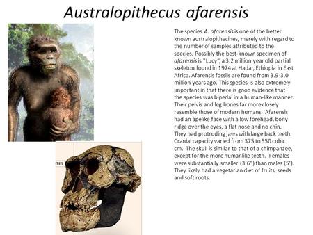 Australopithecus afarensis The species A. afarensis is one of the better known australopithecines, merely with regard to the number of samples attributed.