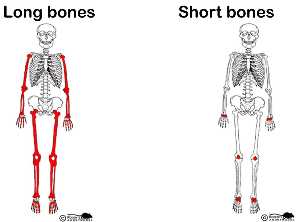 THE SKELETAL SYSTEM. ppt download