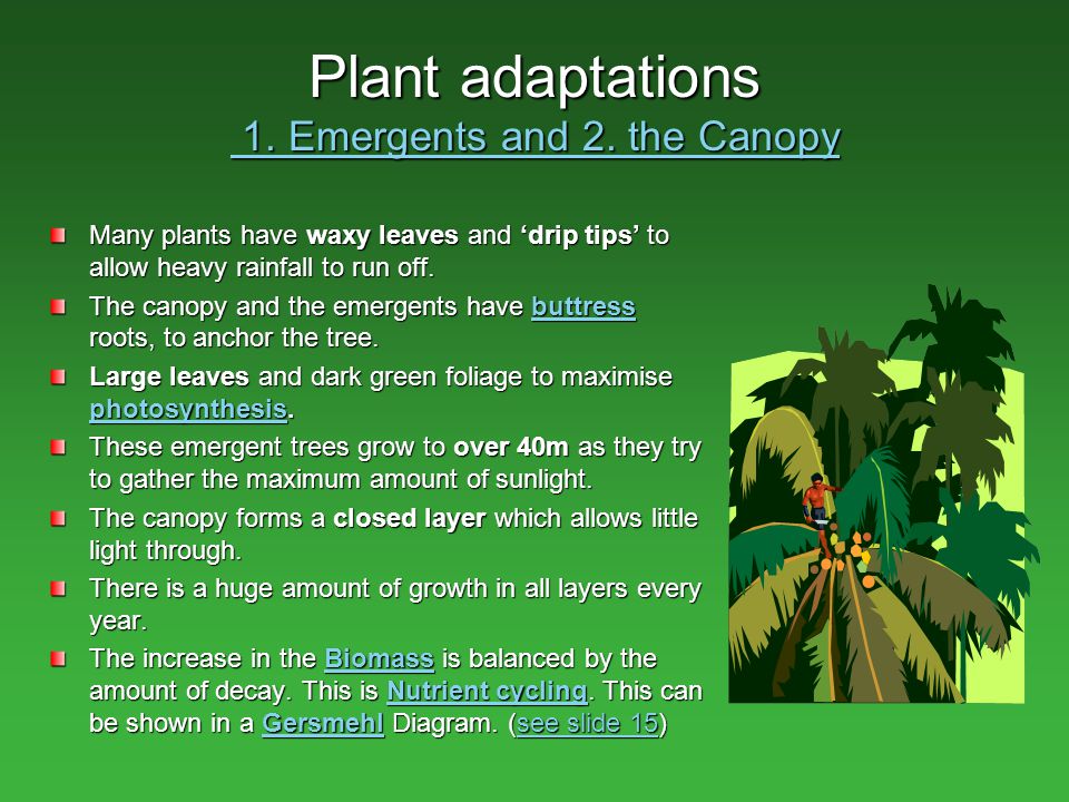 Rainforest Plants Adaptations