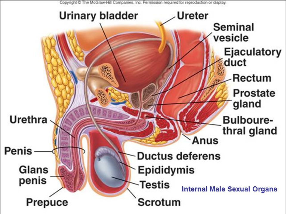 Internal Male Sex Organs 10