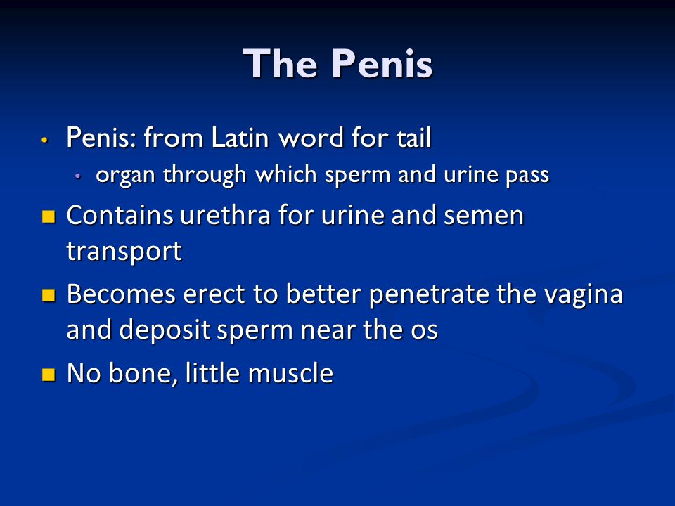 Latin Word For Penis 108