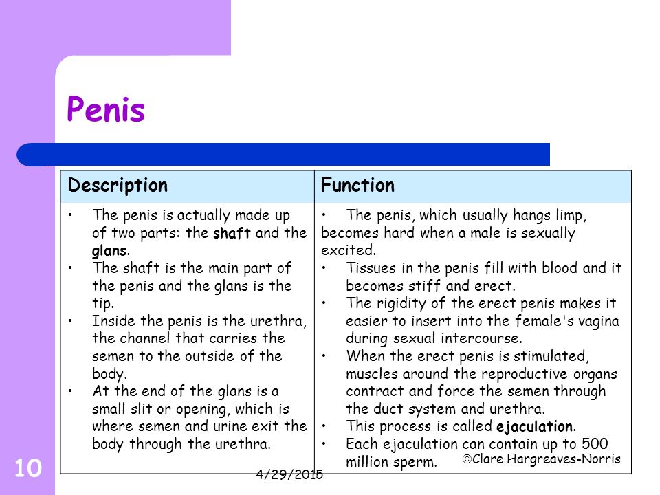 Function Of The Penis 41