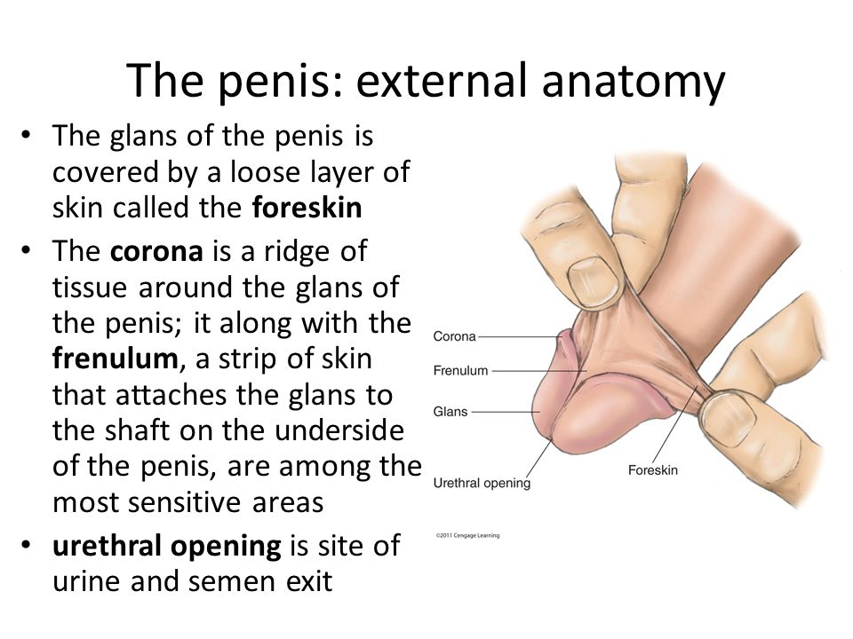 Layers Of The Penis 96