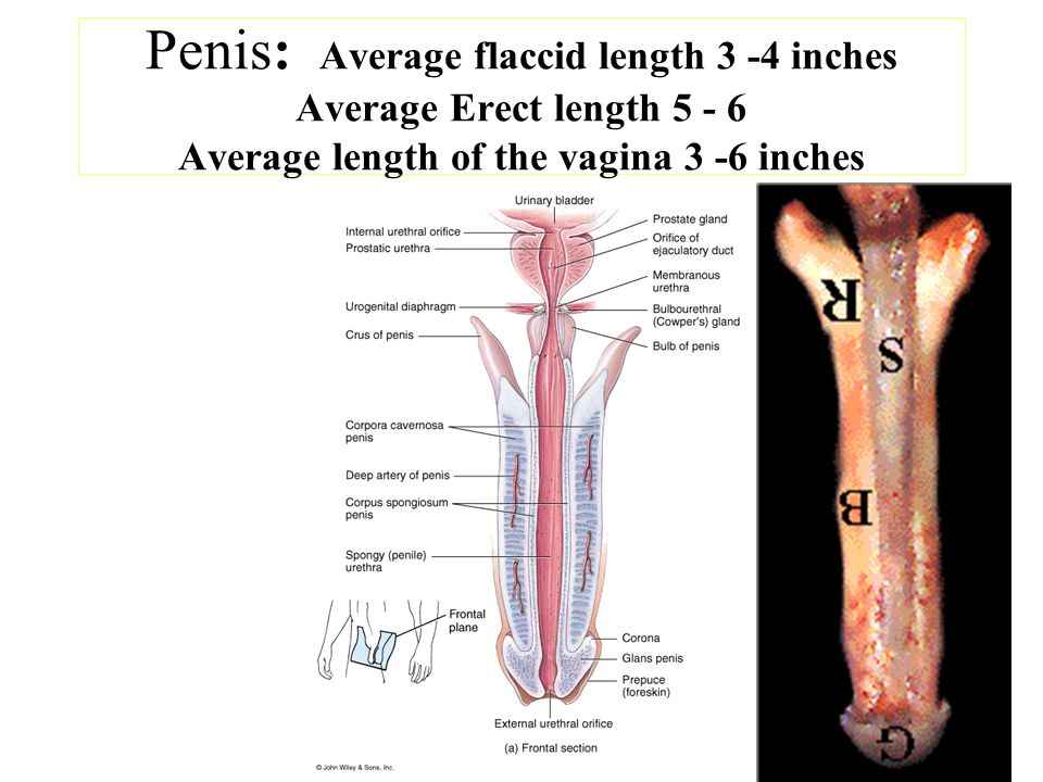 Average Size Erect Penis 89