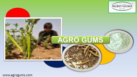 AGRO GUMS www.agrogums.com. AGRO GUMS www.agrogums.com Guar Plant Cultivation in India India is considered to be the largest supplier of guar products.