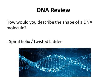 DNA Review How would you describe the shape of a DNA molecule? - Spiral helix / twisted ladder.