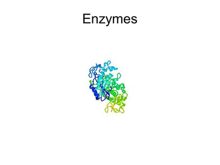 Enzymes. What are enzymes? Special proteins that coordinate the cell’s activities Important: 1)All enzymes are proteins 2)All proteins are NOT enzymes.