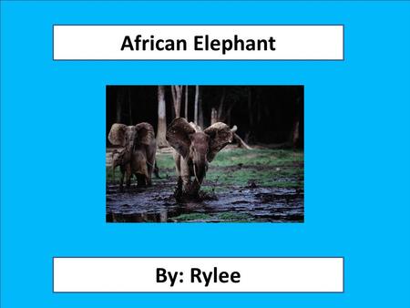 African Elephant By: Rylee Animal Facts Description The African elephants are usually gray, but can be brown to. They weigh 8,000 pounds to 12,000 pounds.