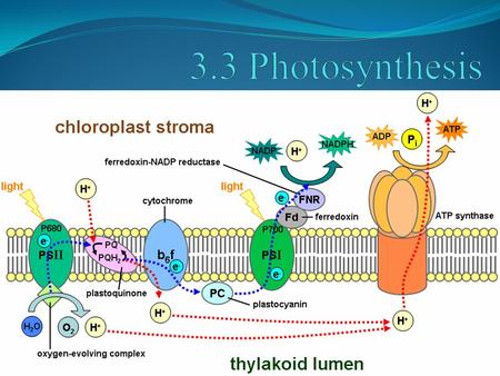 POINT > Define photosynthesis POINT > Define autotroph and heterotroph (again) POINT > Show the equation for photosynthesis POINT > Describe the role.