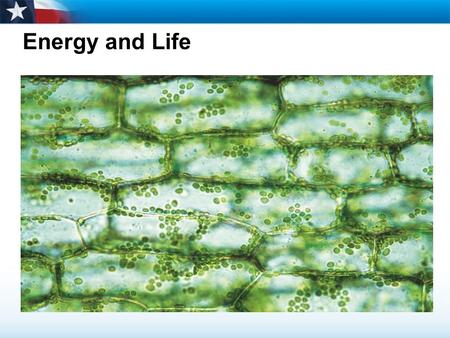 Energy and Life. Warm up Date 11/11  Define these words  ATP  Heterotroph  Autotroph  photosynthesis.