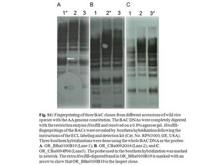 Fig. S1: Fingerprinting of three BAC clones from different accessions of wild rice species with the AA genome constitution. The BAC DNAs were completely.