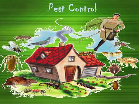 Pest Control. Residential Pest Control Pest Problem in home Pest Problem in home is not a pleasant nice feeling. Pest Problem in home Pest can and do.
