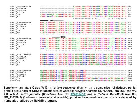 Supplementary Fig. 1 ClustalW (2.1) multiple sequence alignment and comparison of deduced partial protein sequences of SOS1 in root tissues of wheat genotypes.