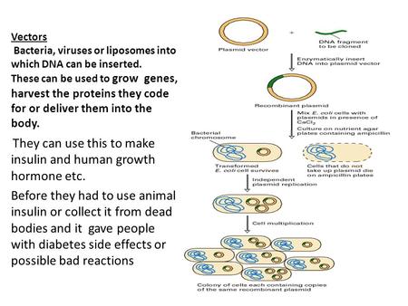Vectors Bacteria, viruses or liposomes into which DNA can be inserted. These can be used to grow genes, harvest the proteins they code for or deliver them.