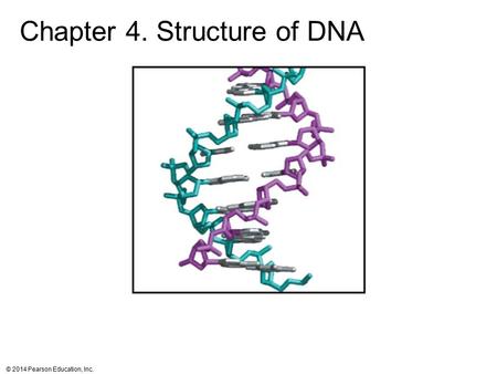 Chapter 4. Structure of DNA