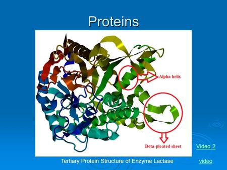 Proteins Tertiary Protein Structure of Enzyme Lactasevideo Video 2.