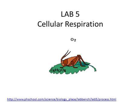 Lab 5: Cell Respiration