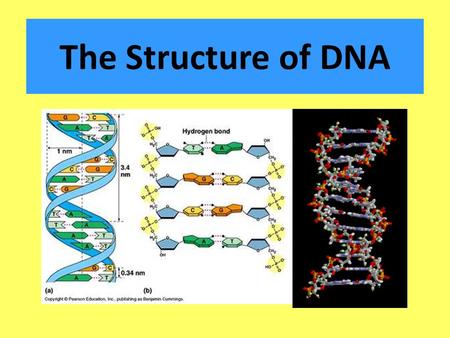 The Structure of DNA. DNA is a nucleic acid. There are two types of nucleic acids: __________ or deoxyribonucleic acid __________ or ribonucleic acid.