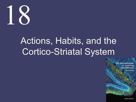 18 Actions, Habits, and the Cortico-Striatal System.